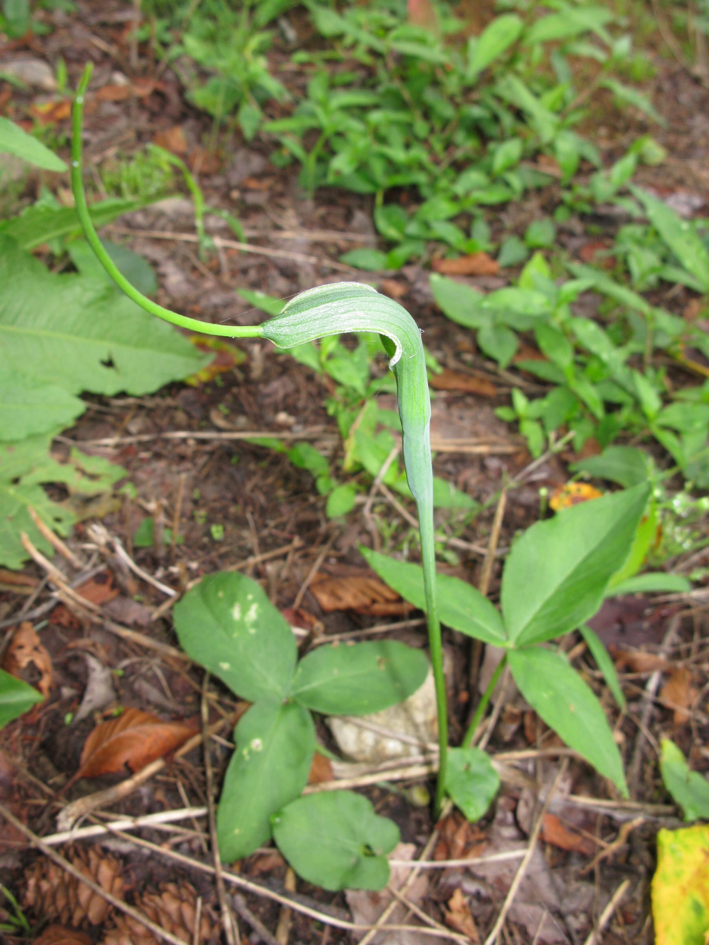 Image of crowdipper