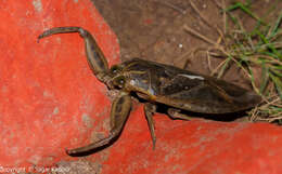 Image of giant water bugs