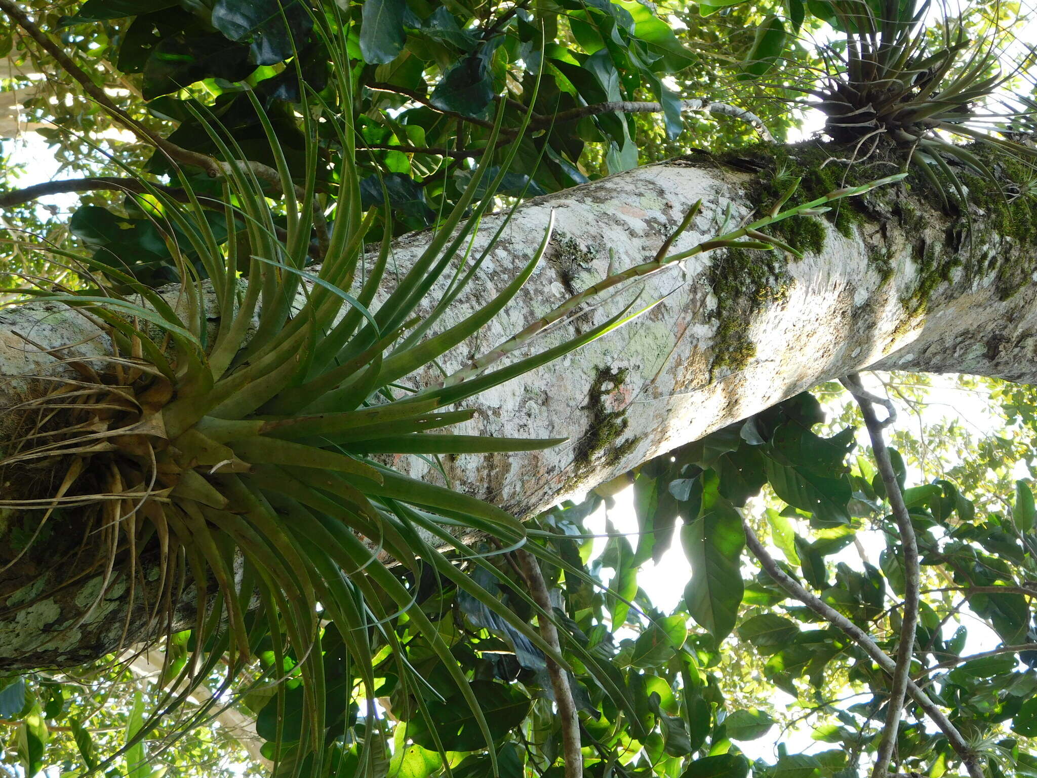 Tillandsia limbata Schltdl.的圖片