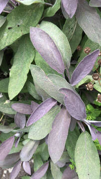 Imagem de Salvia officinalis L.