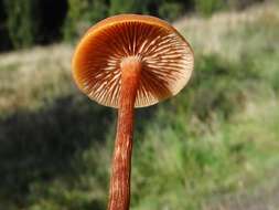 Image of Laccaria laccata (Scop.) Cooke 1884