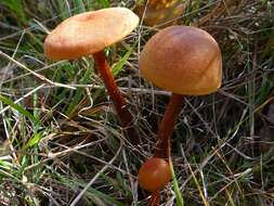 Image of Laccaria laccata (Scop.) Cooke 1884