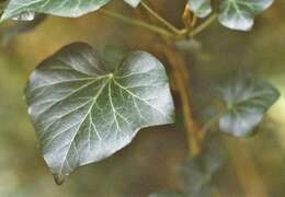 Image of English ivy
