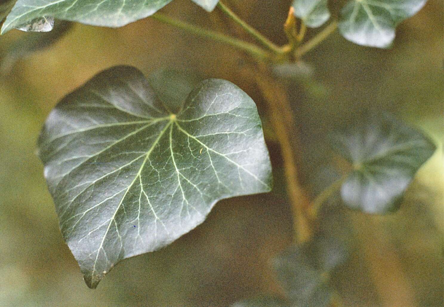 Image of English ivy