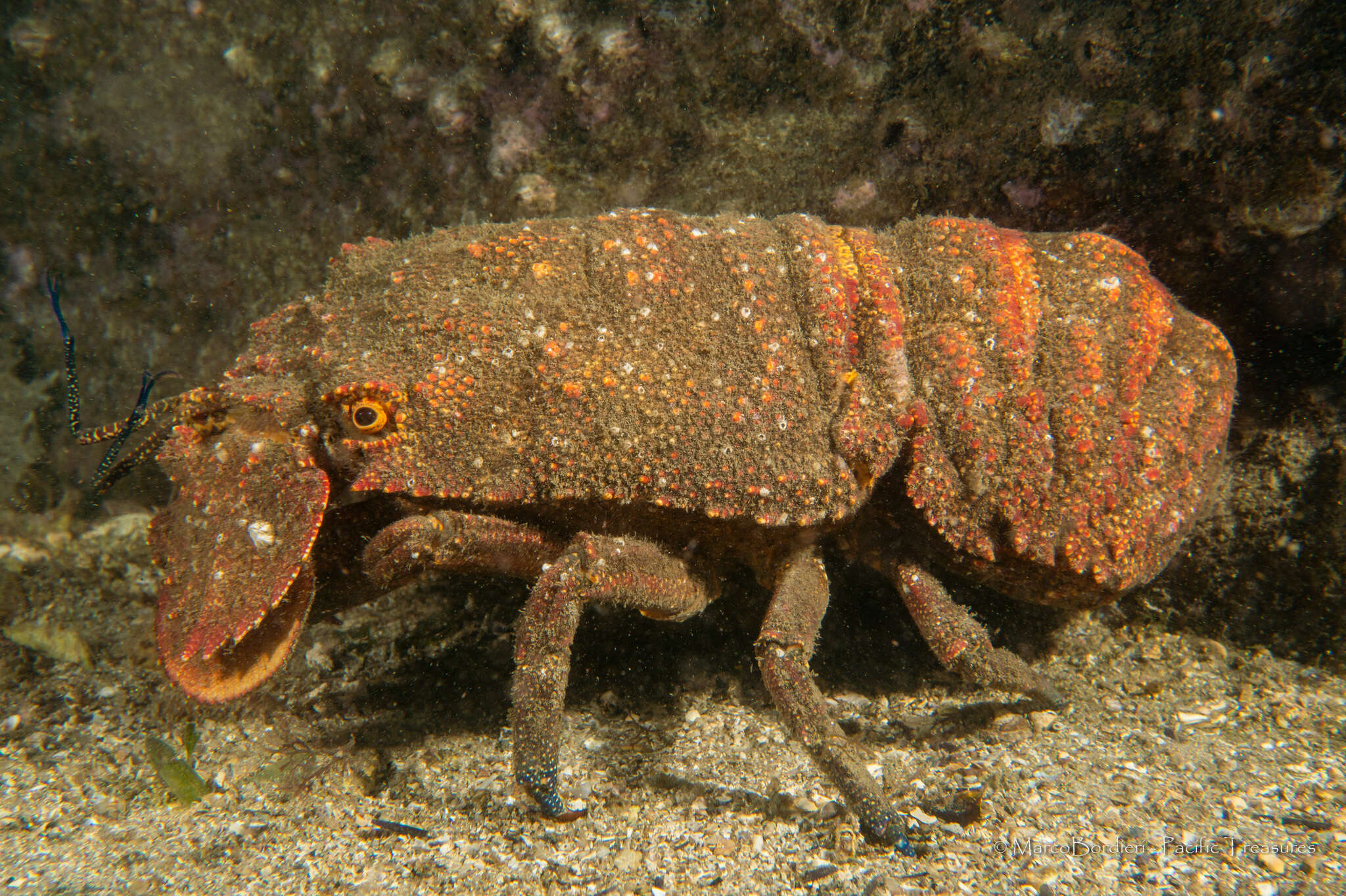 Image of Spanish lobster