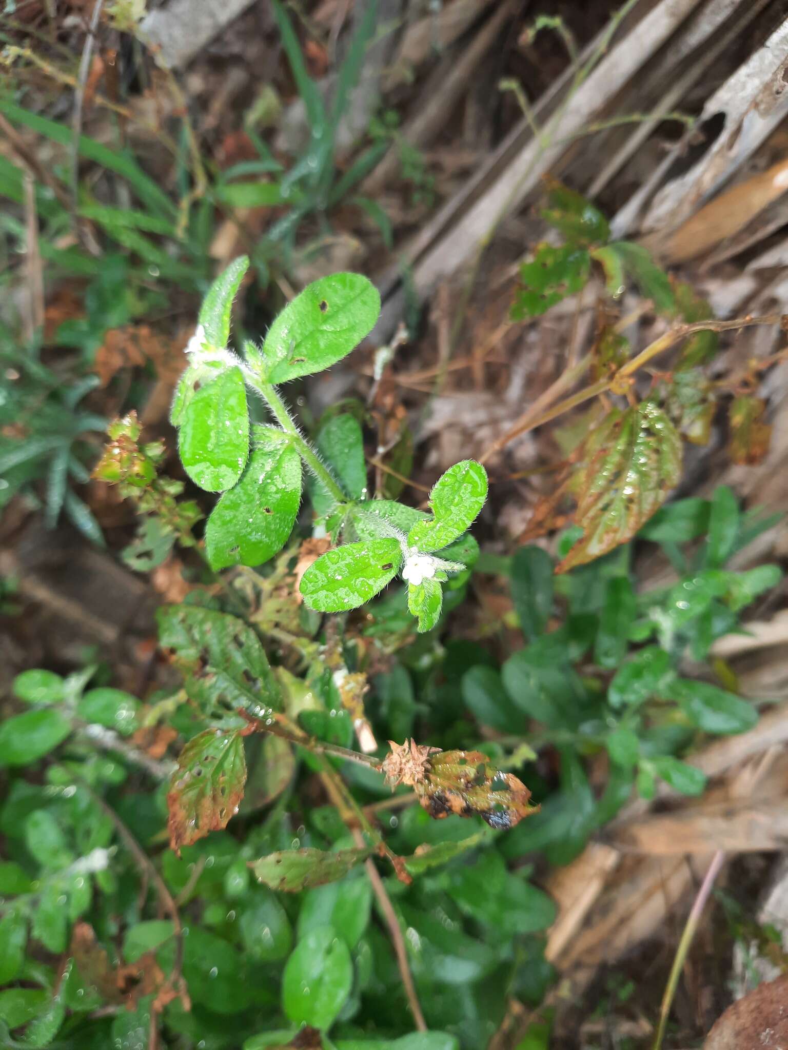 Image of rough stoneseed