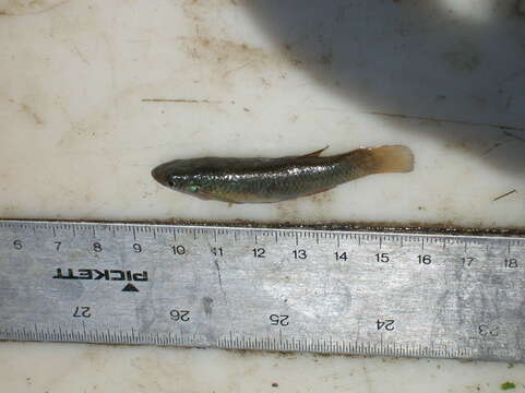 Image of Plains Topminnow