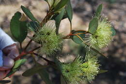 Image of Eucalyptus platypus Hook.