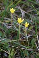 Image of Yellow Marsh Saxifrage