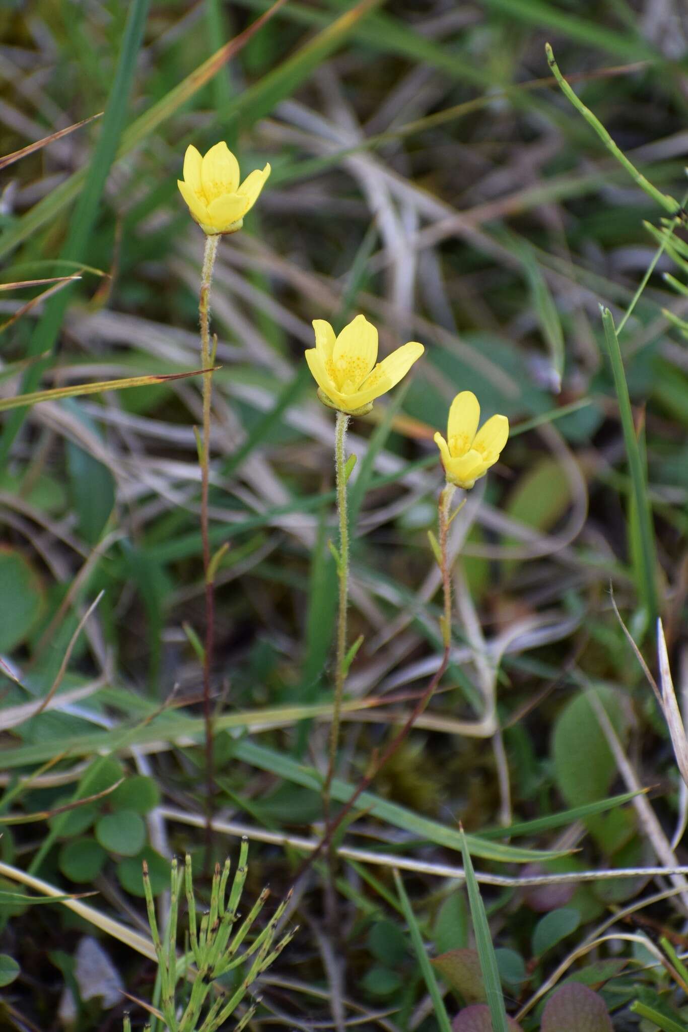 Saxifraga hirculus L. resmi