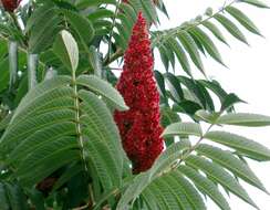 Image of staghorn sumac