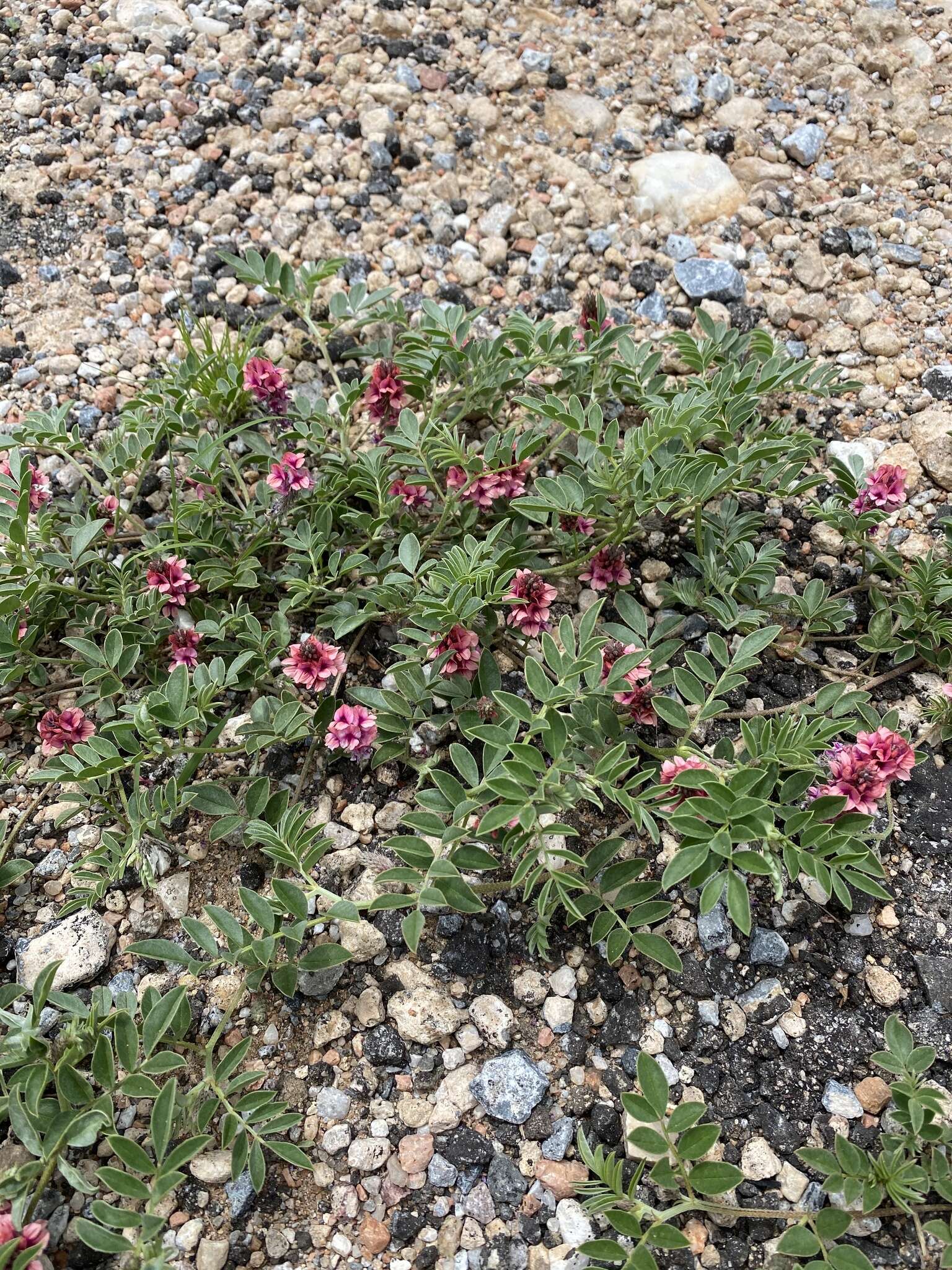 Image of Indigofera auricoma E. Mey.