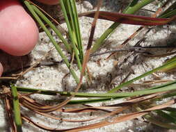 Image of Gray's Flat Sedge