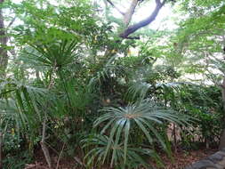 Image of Chinese windmill palm