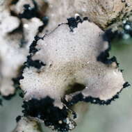 Image of manyroot navel lichen