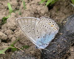 Image of Polyommatus amandus