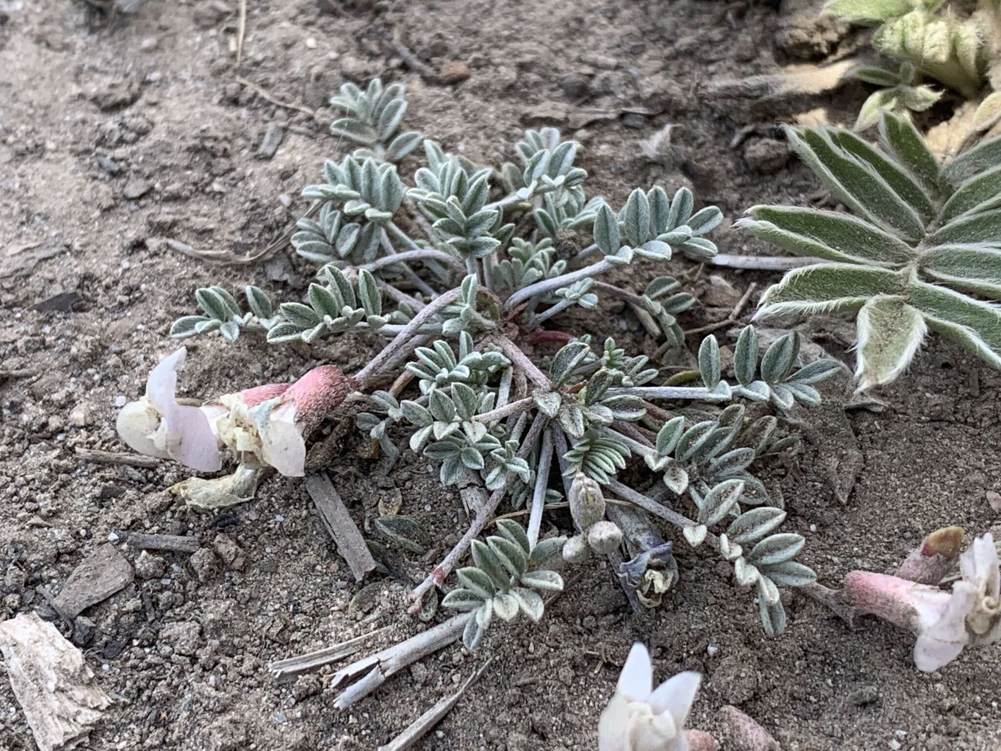 Image of <i>Astragalus <i>calycosus</i></i> var. calycosus