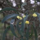 Acacia blakei subsp. diphylla (Tindale) Pedley的圖片