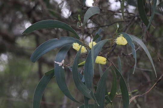 Image of Acacia blakei Pedley