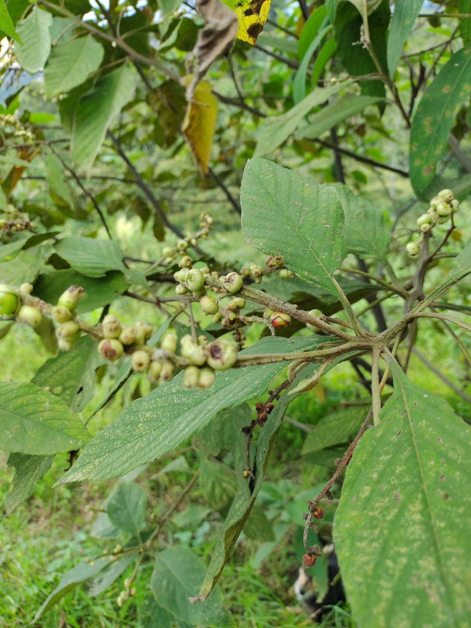 Varronia polystachya (Kunth) A. Borhidi resmi