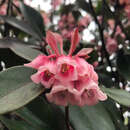 Image of Enkianthus quinqueflorus Lour.