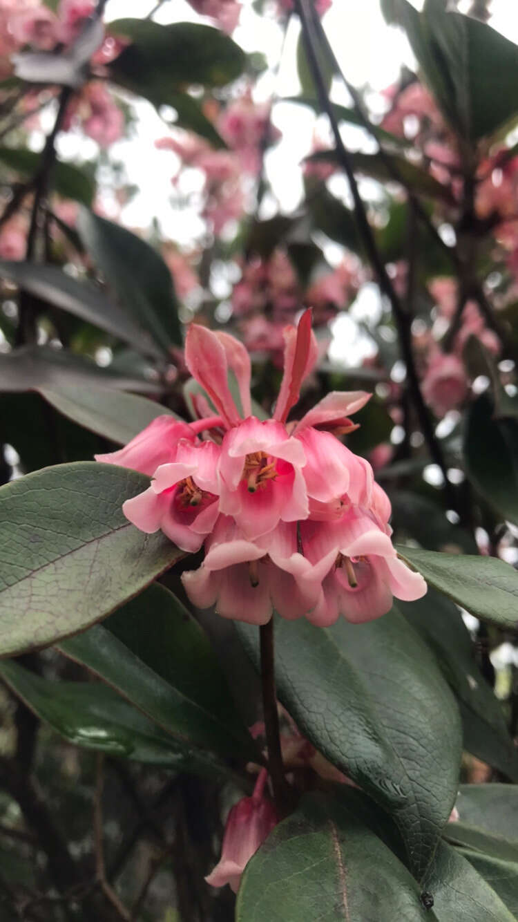 Image of Enkianthus quinqueflorus Lour.