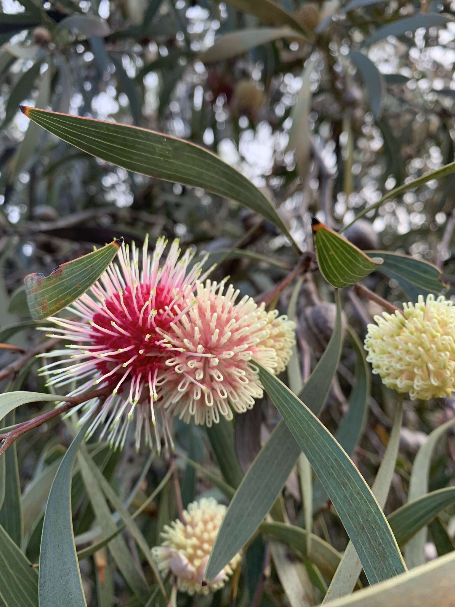 Image of Pincushion hakea