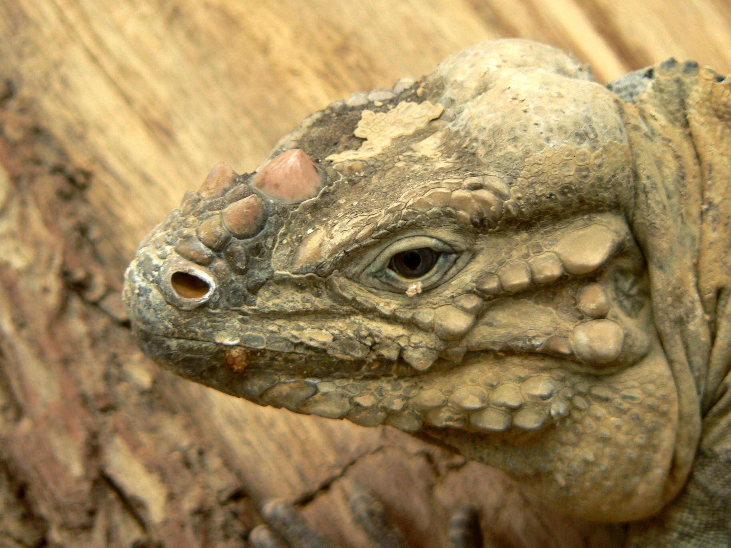 Imagem de Cyclura cornuta (Bonnaterre 1789)