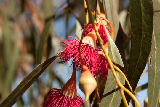 Image de Eucalyptus leucoxylon F. Müll.