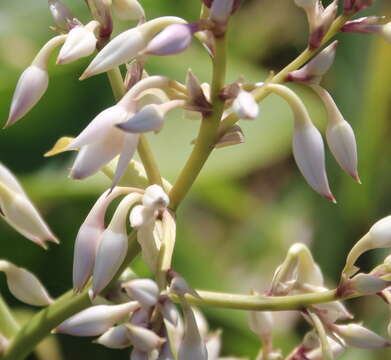 Image of Arthropodium bifurcatum Heenan, A. D. Mitch. & de Lange