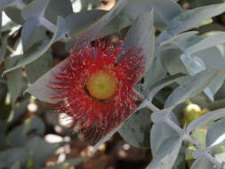 Image of Eucalyptus rhodantha Blakely & Steedm.