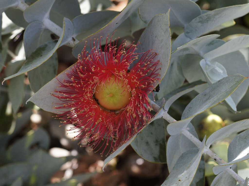 Image of Eucalyptus rhodantha Blakely & Steedm.