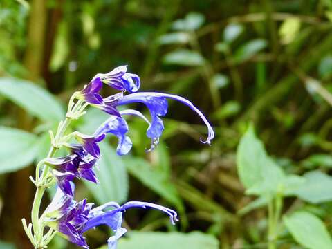 Image of Salvia pichinchensis Benth.