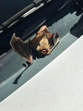 Image of Western Yellow Bat