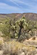 Image of Joshua tree