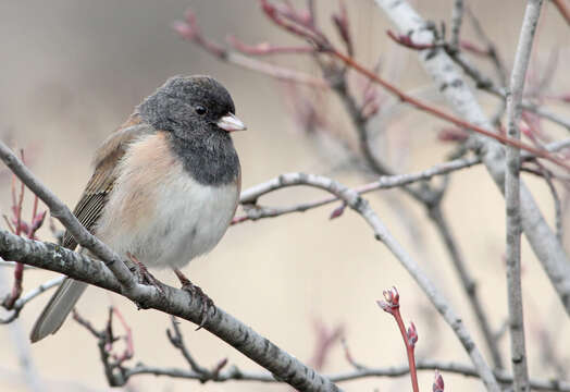 Image of juncos