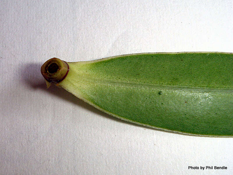 Image de Veronica salicifolia G. Forster