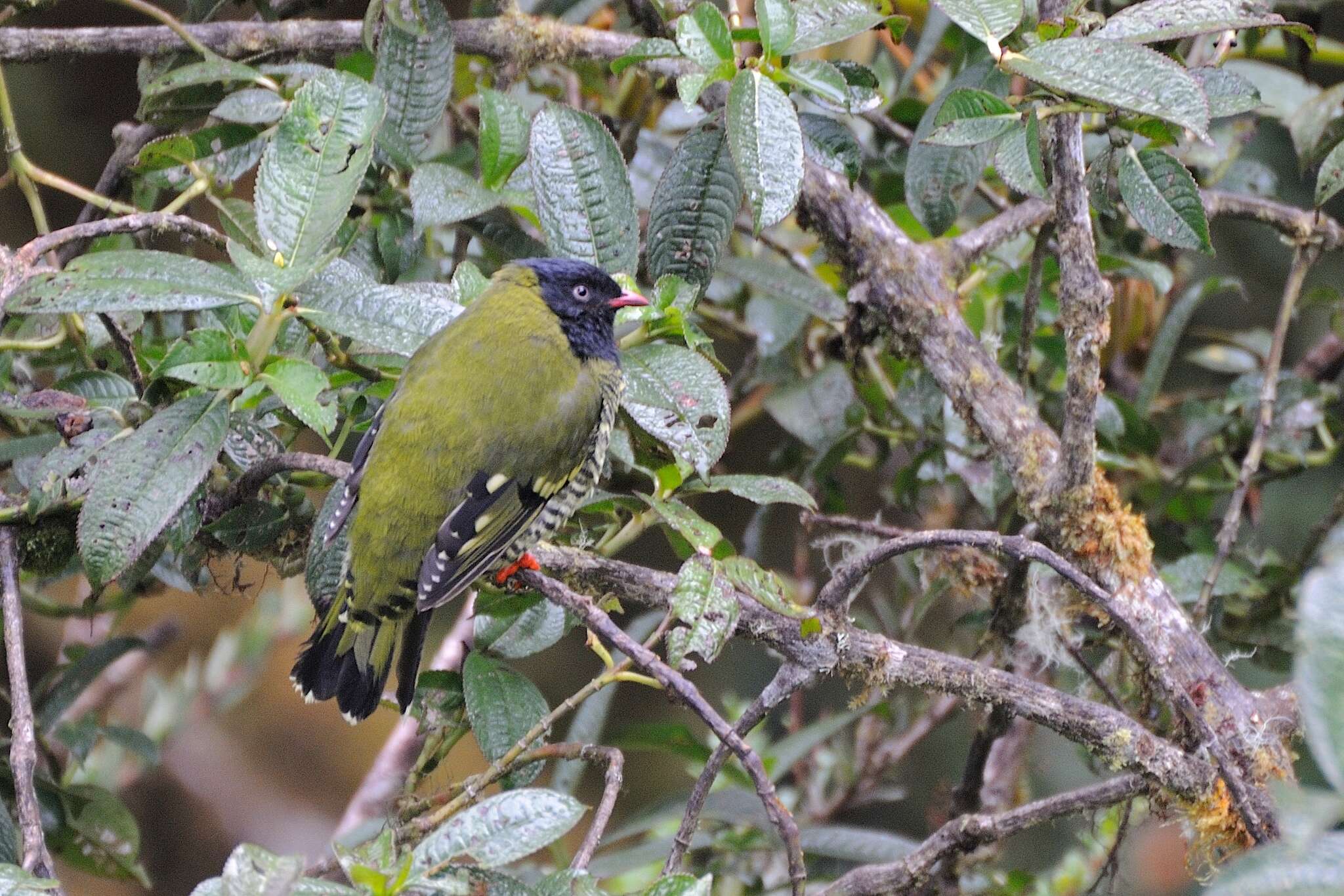 Image of Barred Fruiteater