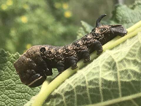 Image of Lintneria lugens (Walker 1856)