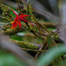 Image of Epidendrum baumannianum Schltr.