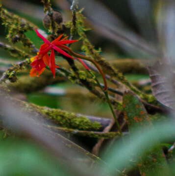 Image of Epidendrum baumannianum Schltr.