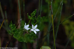 Image of Orianthera serpyllifolia (R. Br.) C. S. P. Foster & B. J. Conn