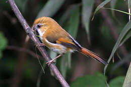 Image of Golden Parrotbill