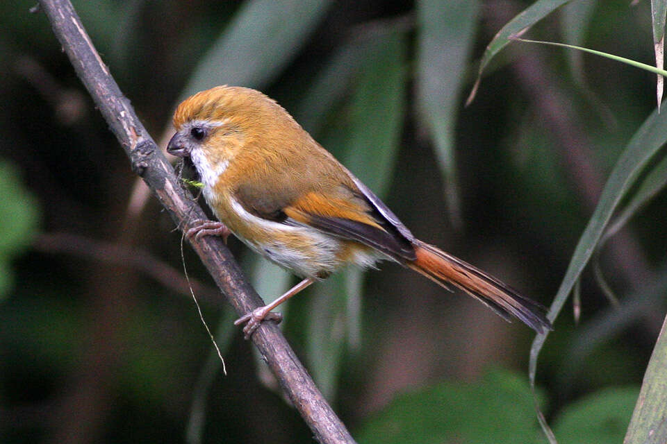 Image of Golden Parrotbill