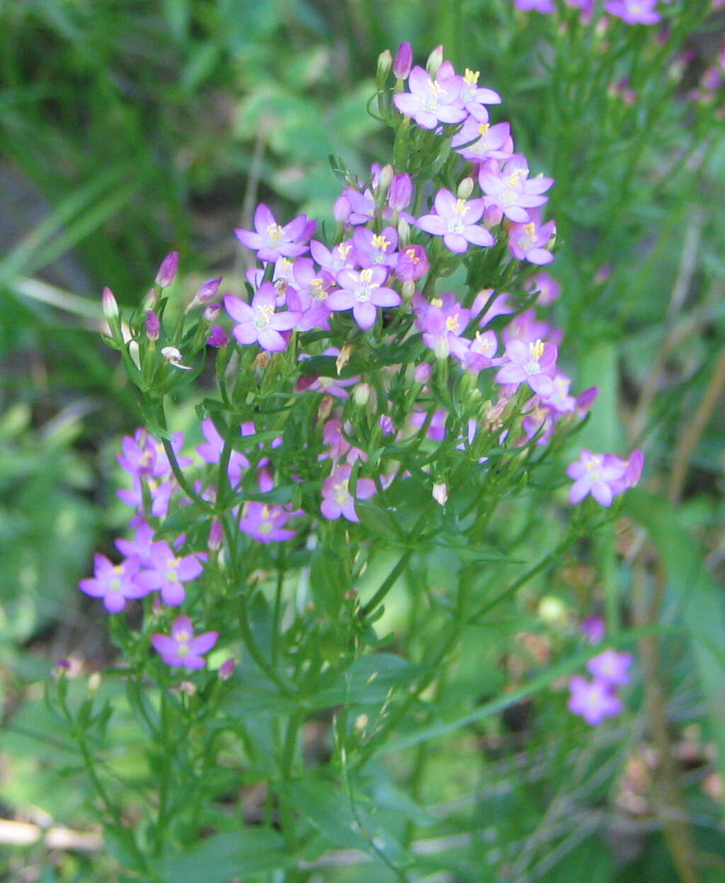 Image of Centaury