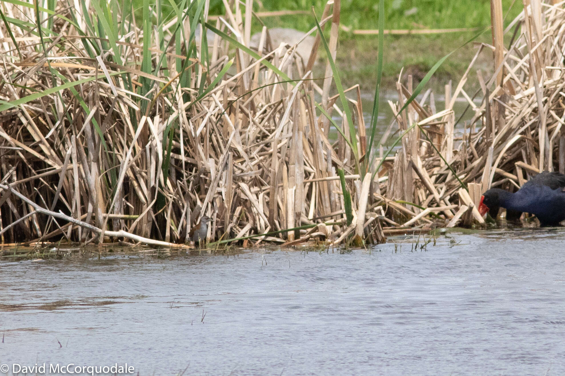 Image of Baillon's Crake