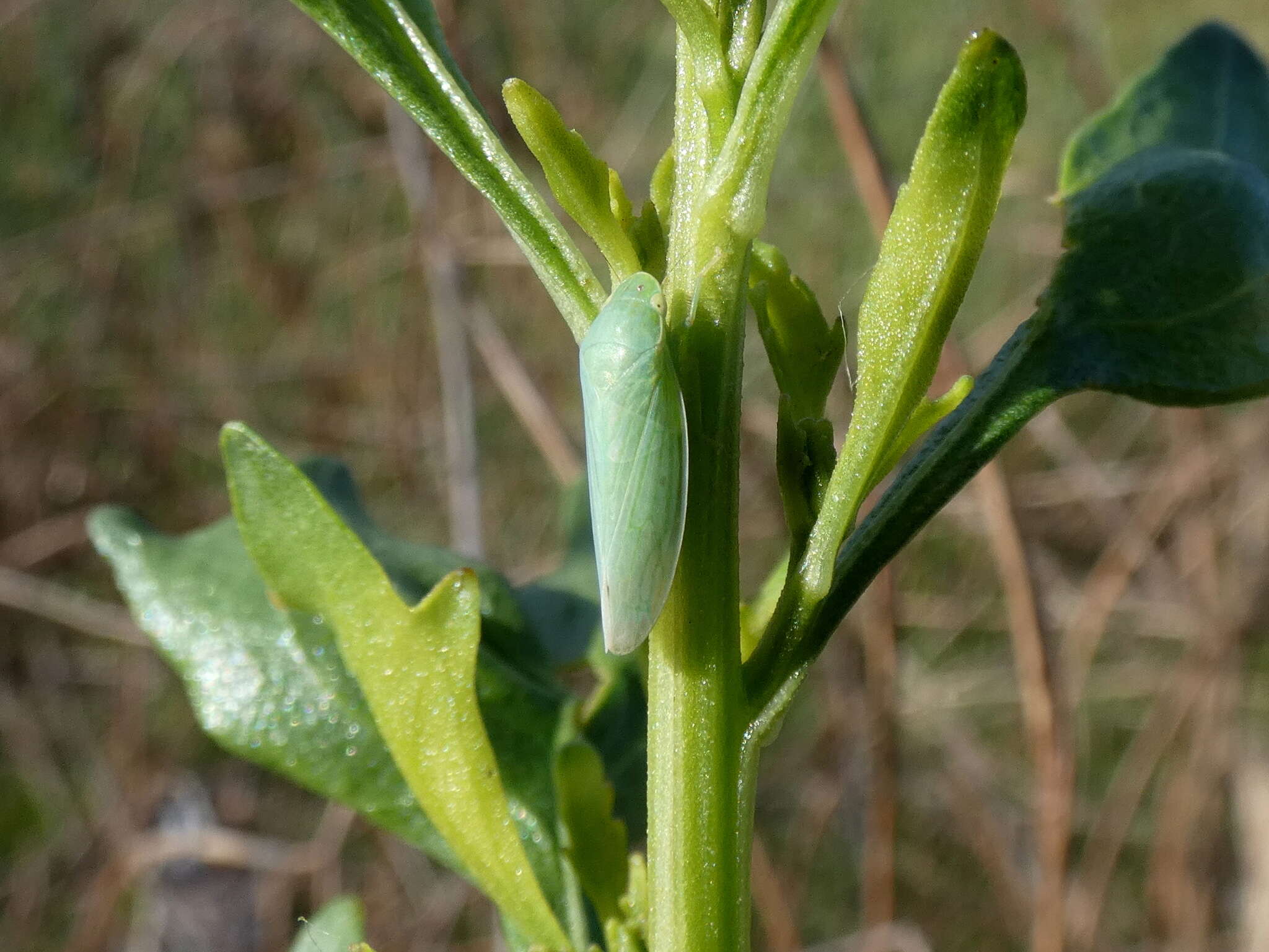 Plancia ëd Gyponana (Gyponana) tenella (Spångberg 1878)