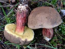 Image of Red-cracking Bolete