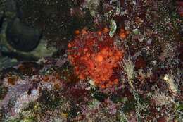 Image of golf ball sponge