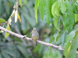 Euphonia chrysopasta Sclater, PL & Salvin 1869的圖片